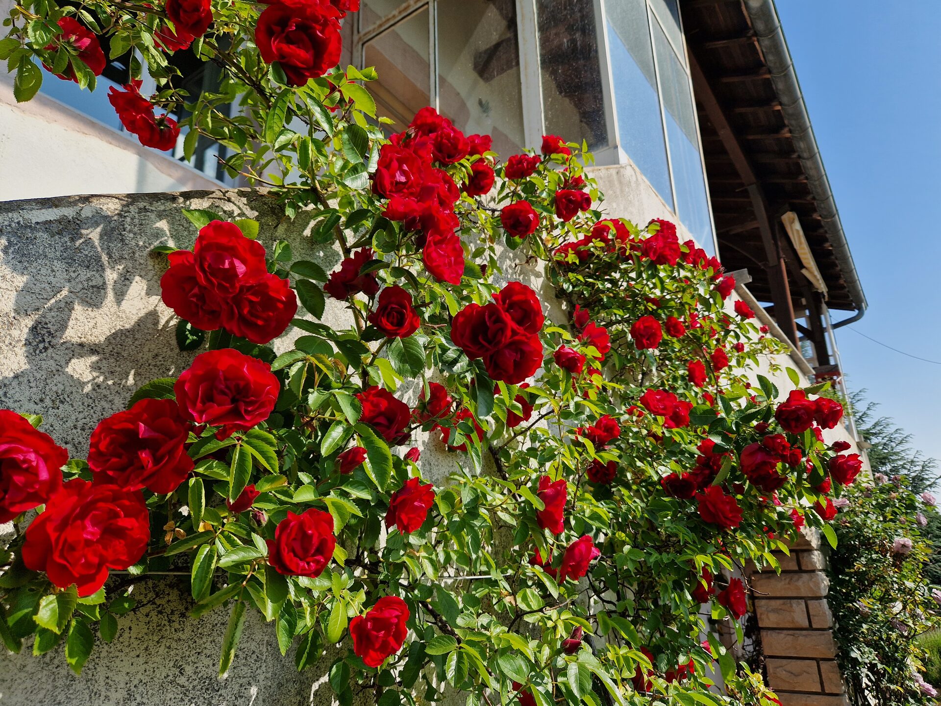 Façade fleurie du gîte L'Ammonite avec ses roses grimpantes à Saint-Gengoux-de-Scissé
