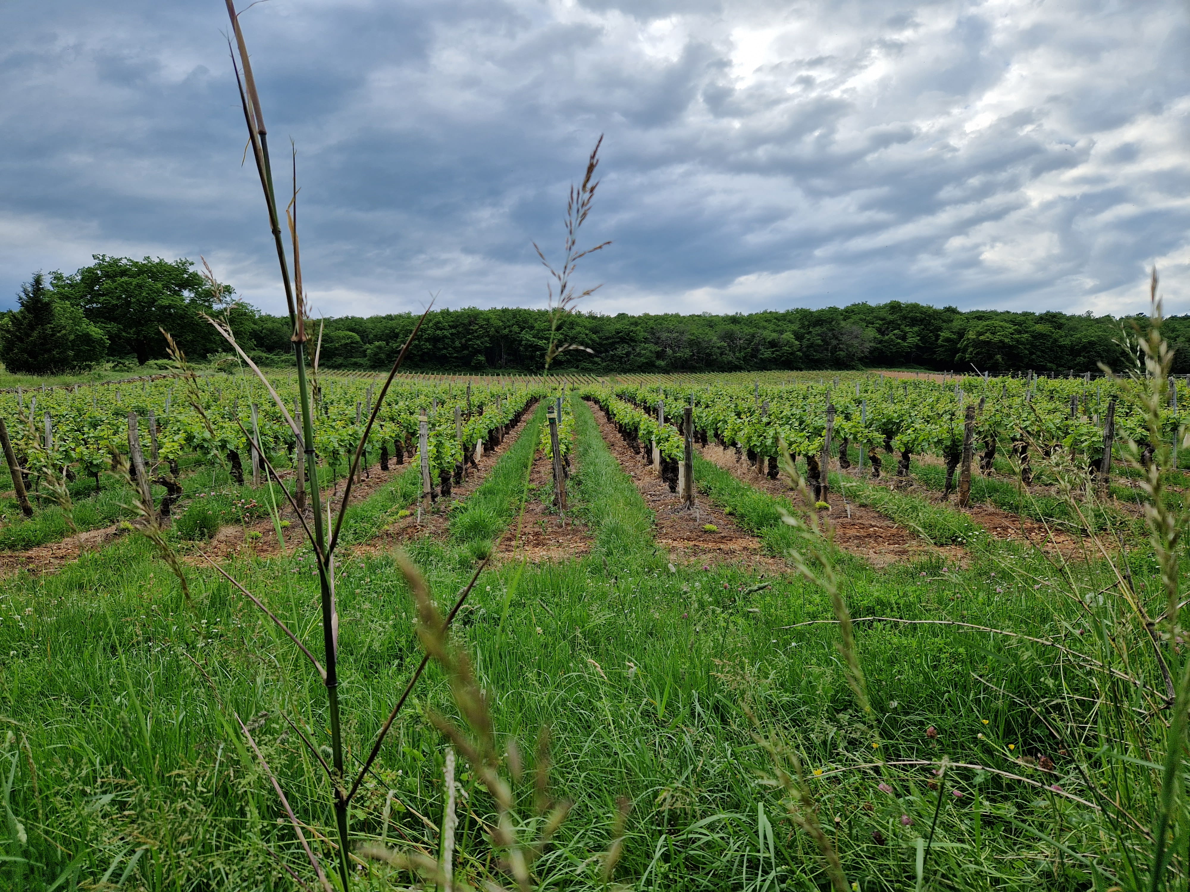 Collines et vignoble du Mâconnais