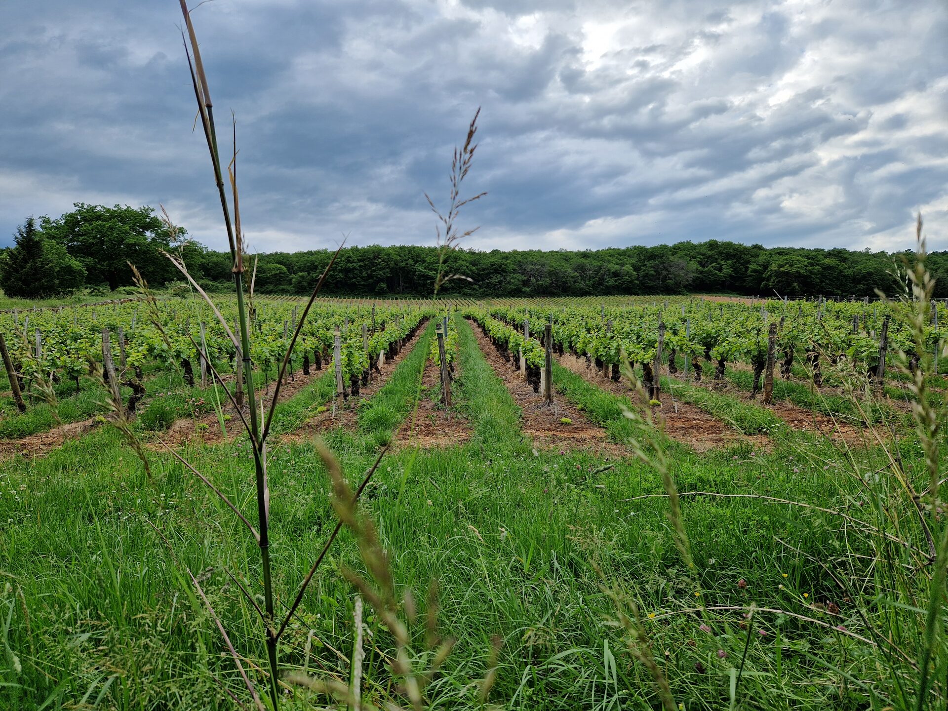 Vignoble et paysage du Mâconnais — vue depuis Saint-Gengoux-de-Scissé
